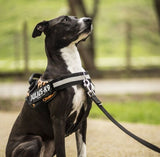 Chest Belt with Front Control Ring for JULIUS K9 Powerharness