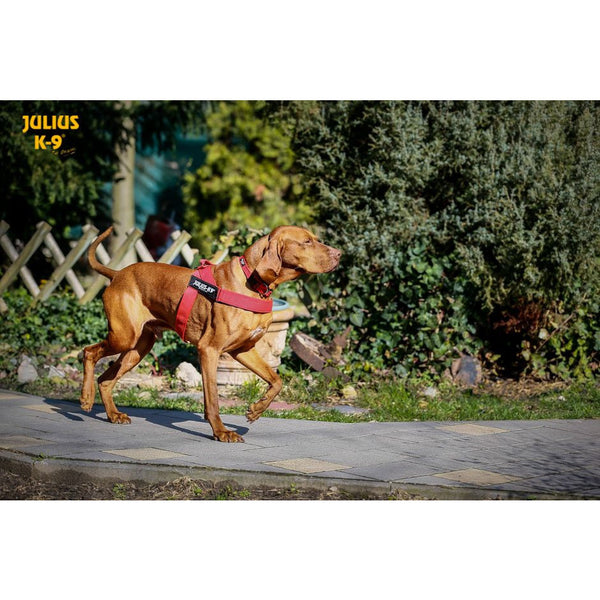 JULIUS K9 IDC Belt Harness Red NEW GENERATION CANIS CALLIDUS Quality Dog Supplies from Europe