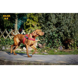 JULIUS K9 IDC Belt Harness Red - NEW GENERATION