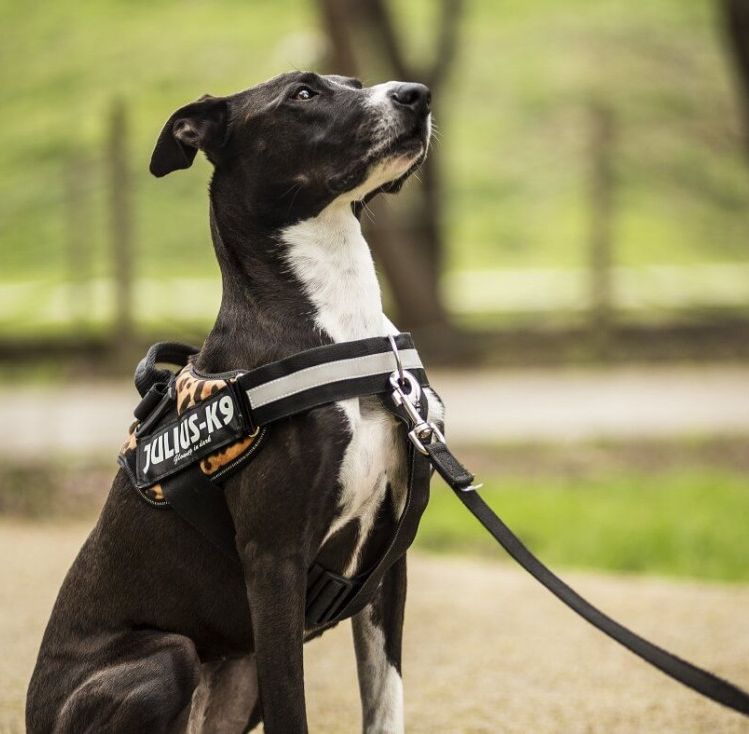 Chest Belt with Front Control Ring for JULIUS K9 Powerharness